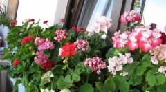 Соба гераниум